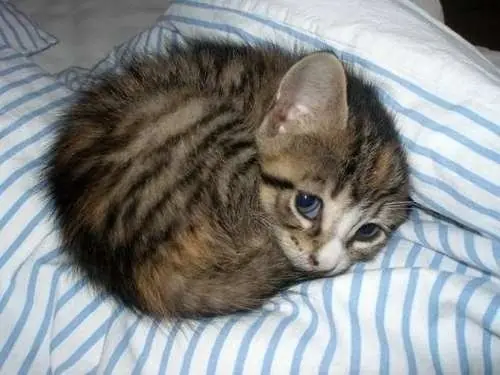 Los gatos como nunca los has visto.