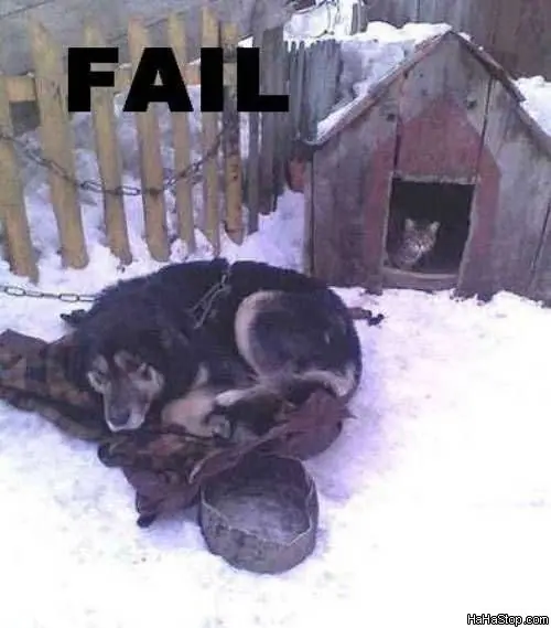 perros