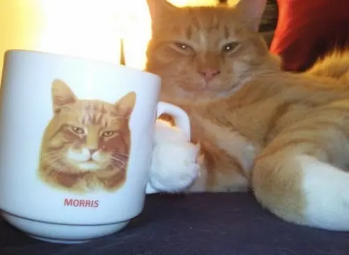 Los gatos como nunca los has visto.