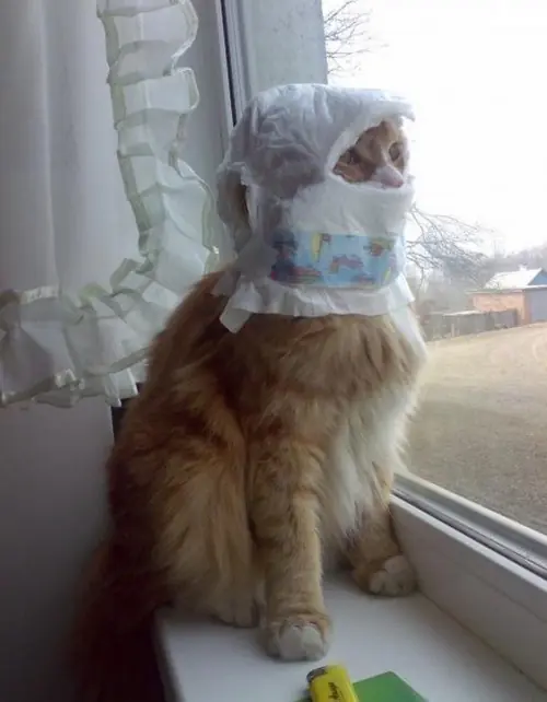 gatos