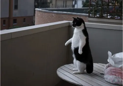 Los gatos como nunca los has visto.