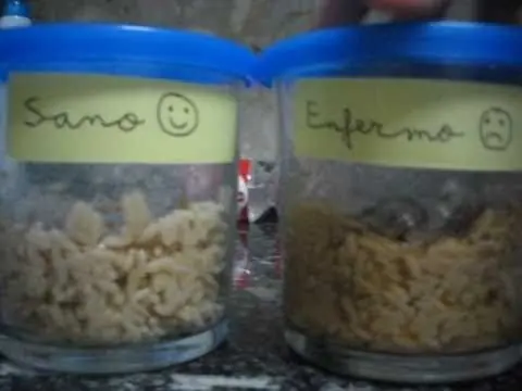 arroz