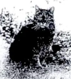 sam