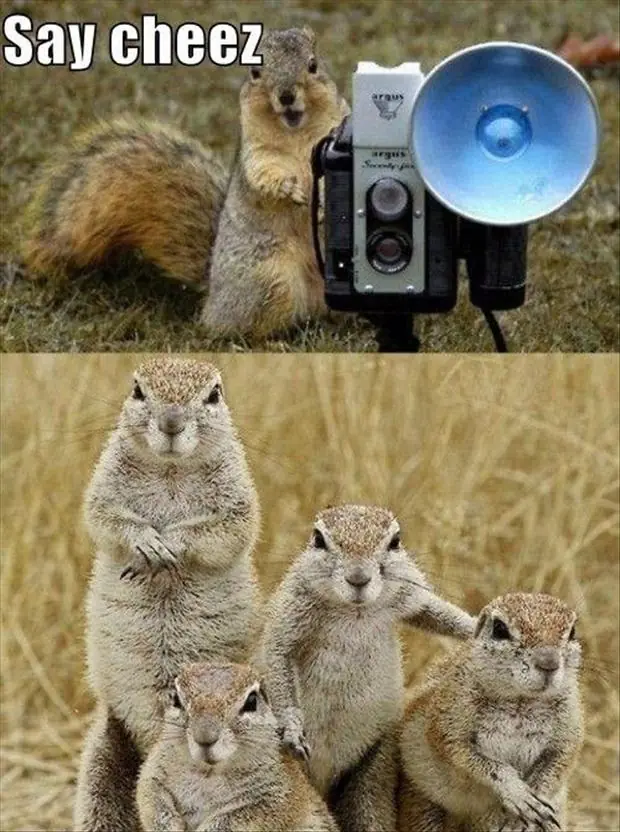 Imagenes Fail: Animal Kingdom Edition