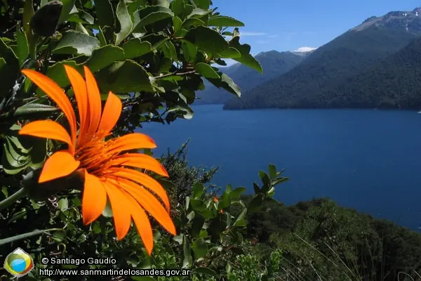 mapuche