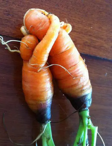 vegetales