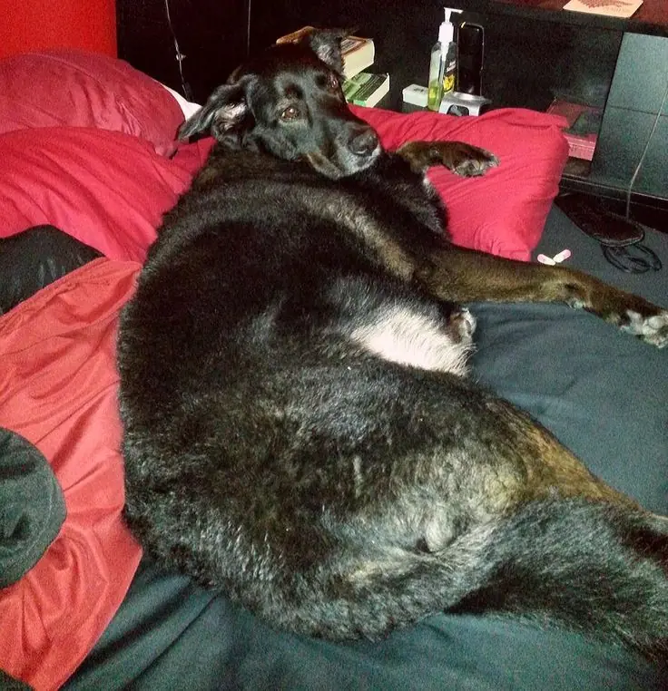 cama