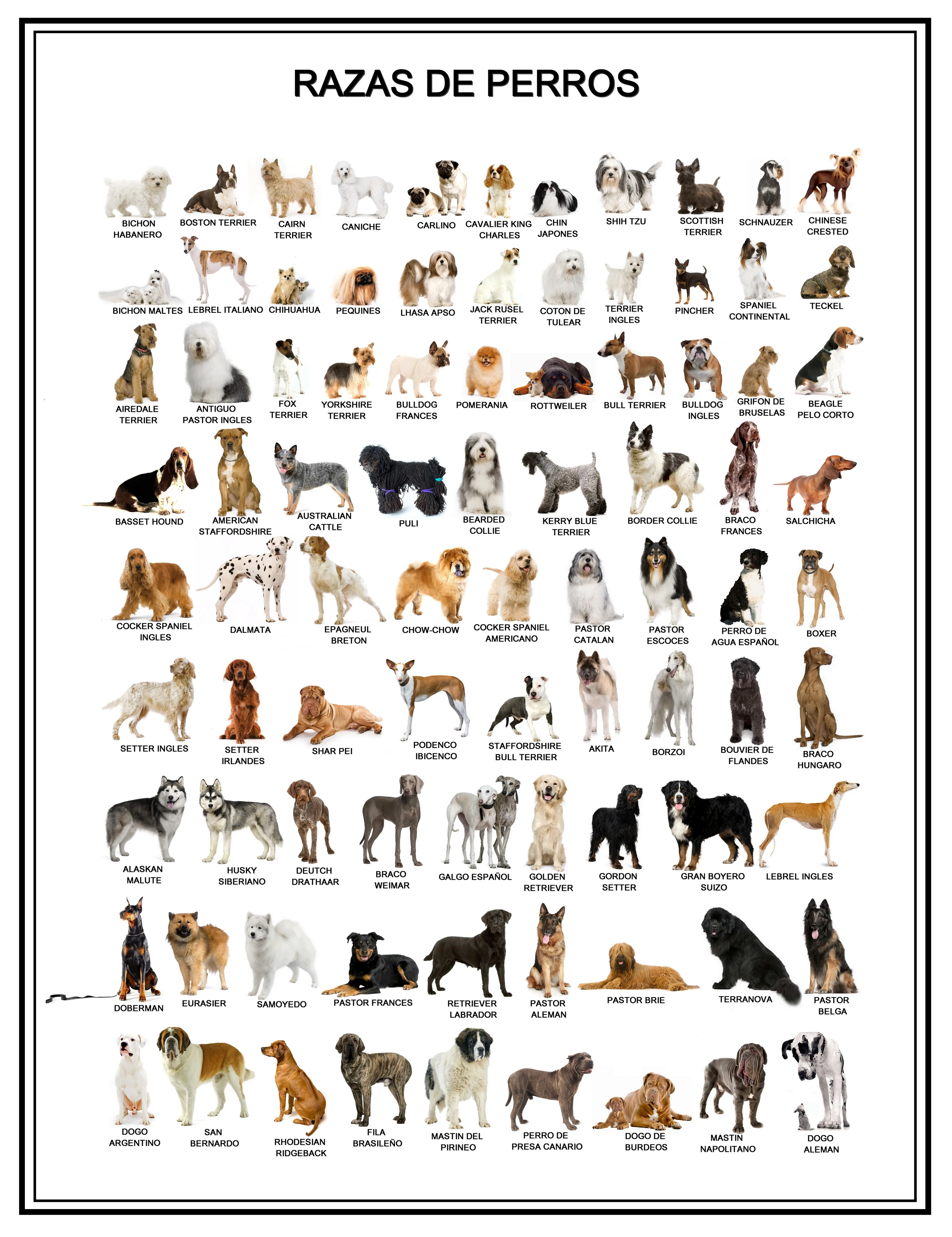 Razas de perros - Poster