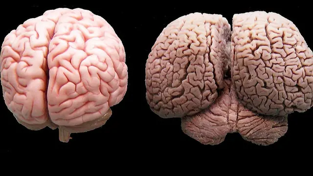 Comparando nuestro cerebro con otras especies