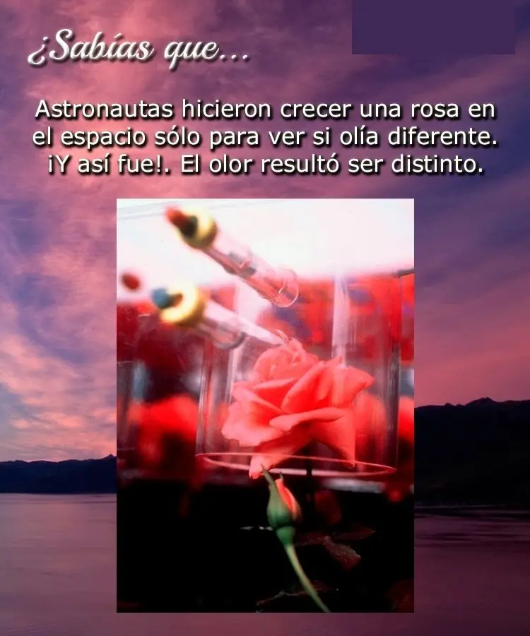 plantaron una rosa en el espacio para ver si olía diferente
