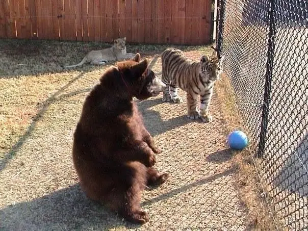 Shere Khan