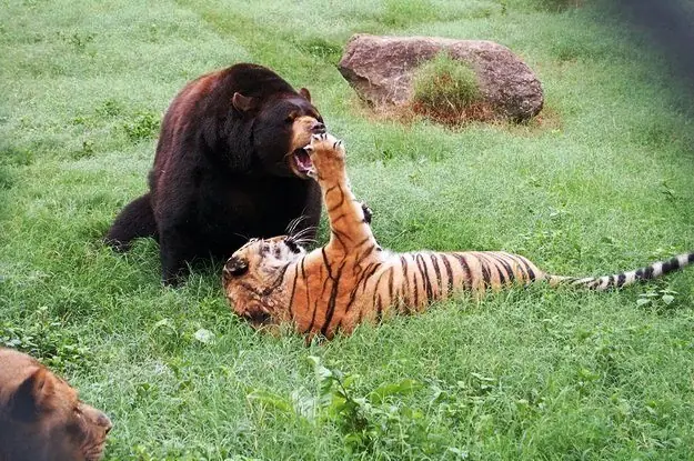 Amistad Insolita