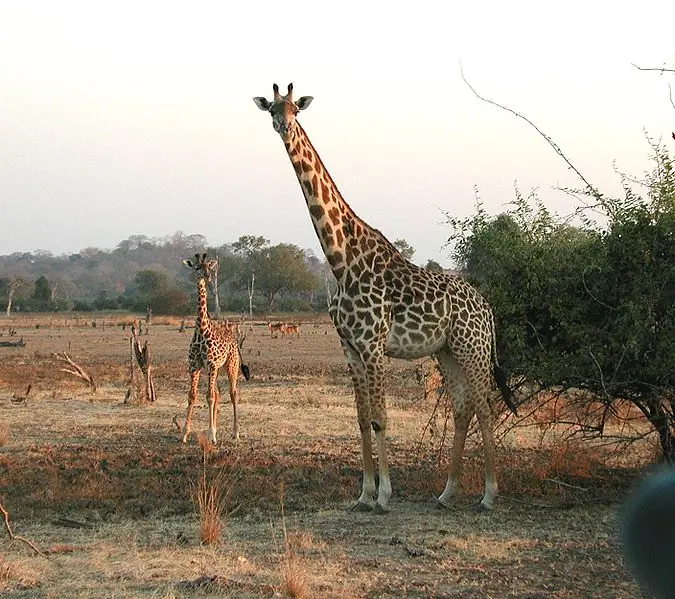 Animales Hermosos: La Jirafa