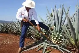 cultura