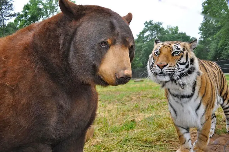 tigre