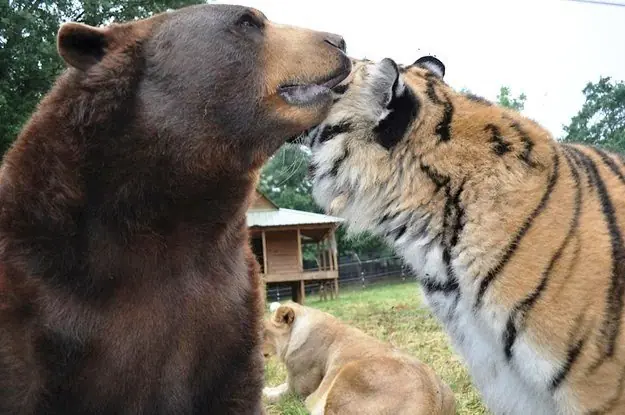 Baloo