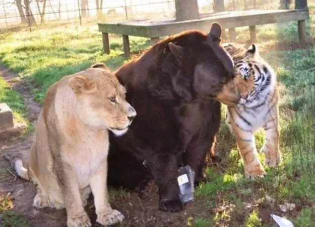 Amistad Insolita