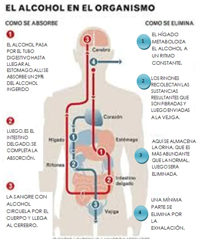 ¿Cuánto tiempo dura el alcohol en sangre? Enterate
