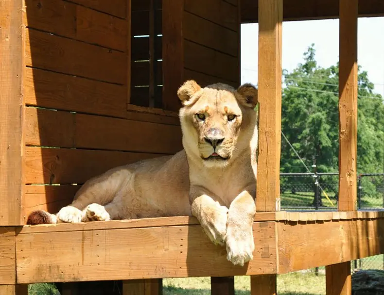 Shere Khan