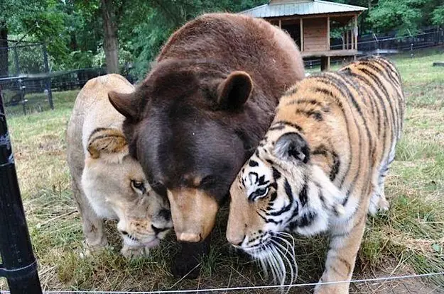 Amistad Insolita