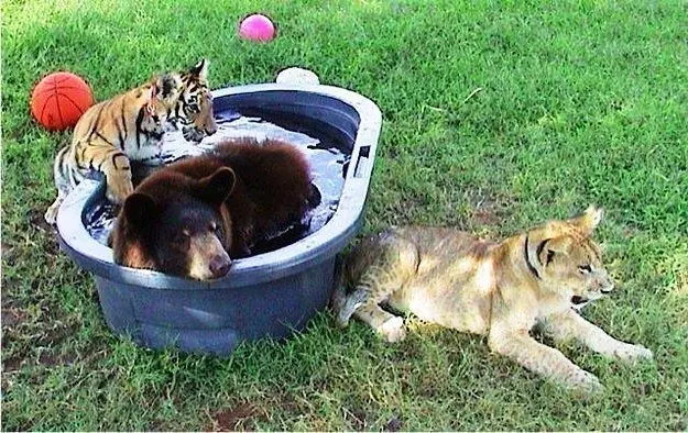 oso