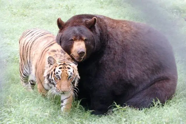 oso