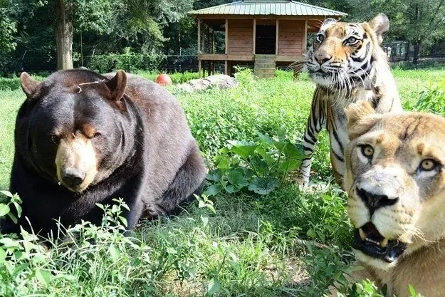 oso