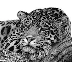 dibujos