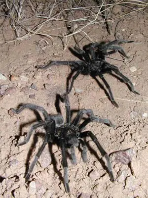 tarántulas