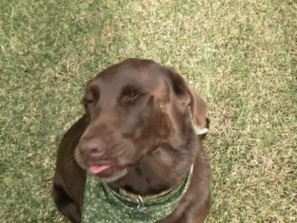 perro