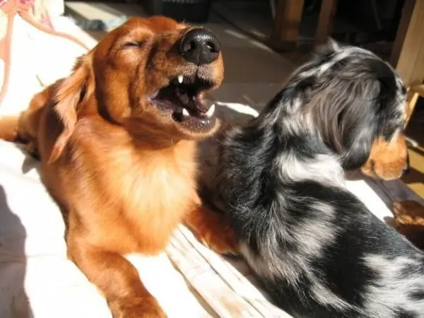 perro