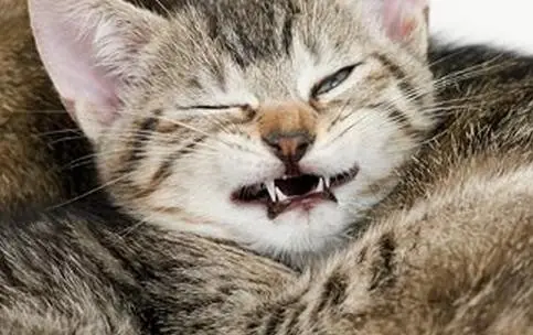 Gatos y Perros antes de estornudar | +3 si te ries