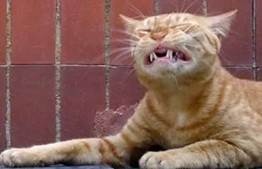 gatos