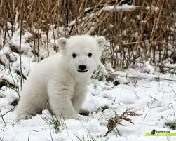 La historia de un oso llamado Knut