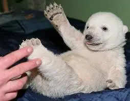 zoologicos