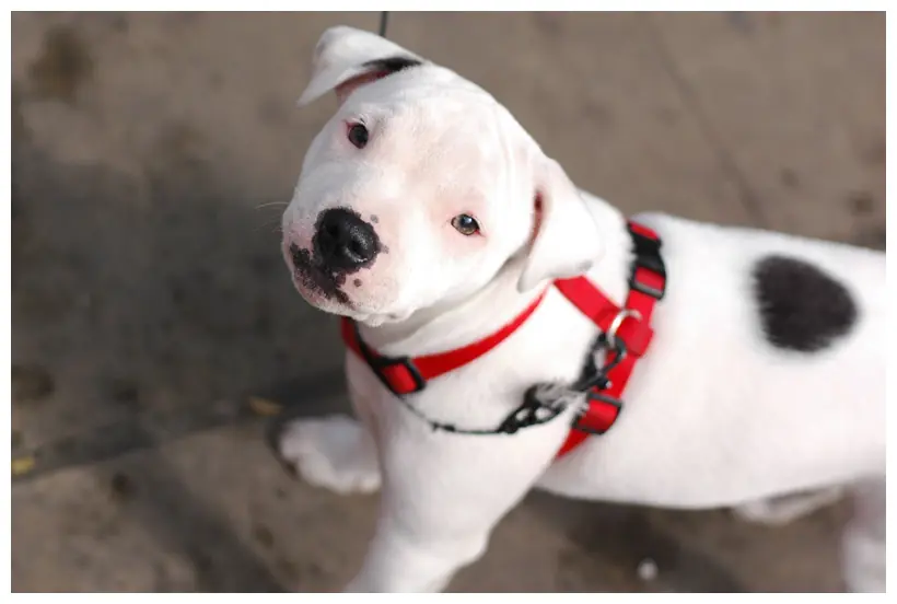 Cosas interesantes sobre perros y gatos
