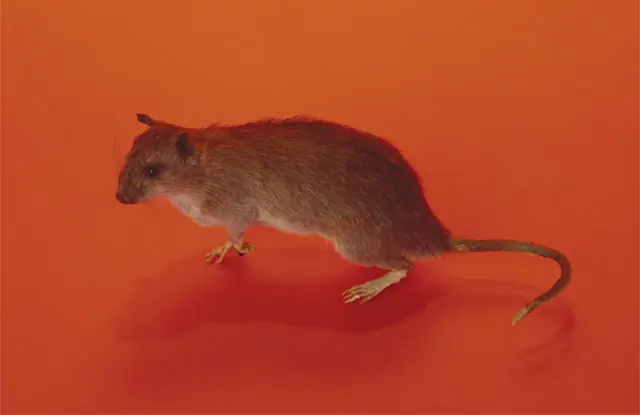 nueva