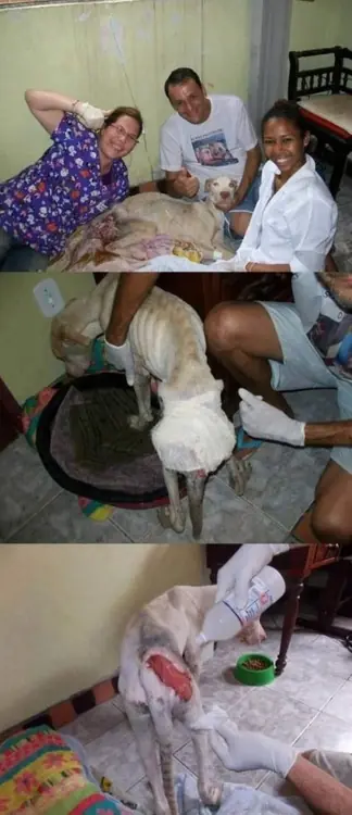 Todos podemos salvar a un perro
