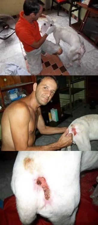 perro