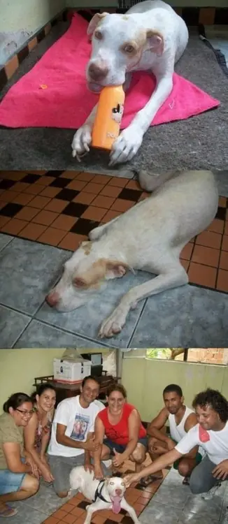 perrito