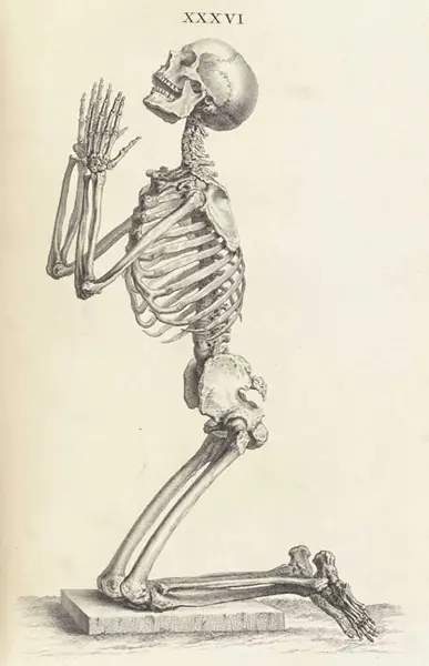 Aproba con 10 Anatomia_ + yapa