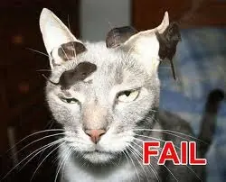 fail