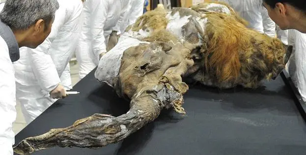 otzi