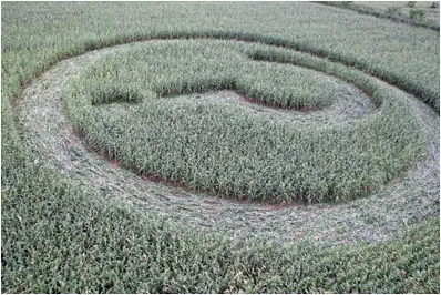Misteriosa aparición de círculos en campos de Córdoba