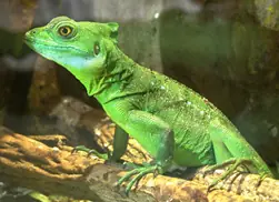 Hola