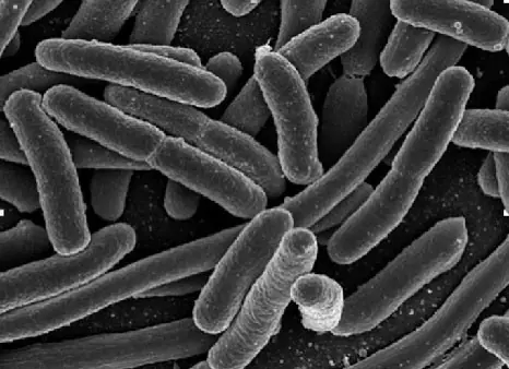 las bacterias y los virus mas peligrosos del mundo