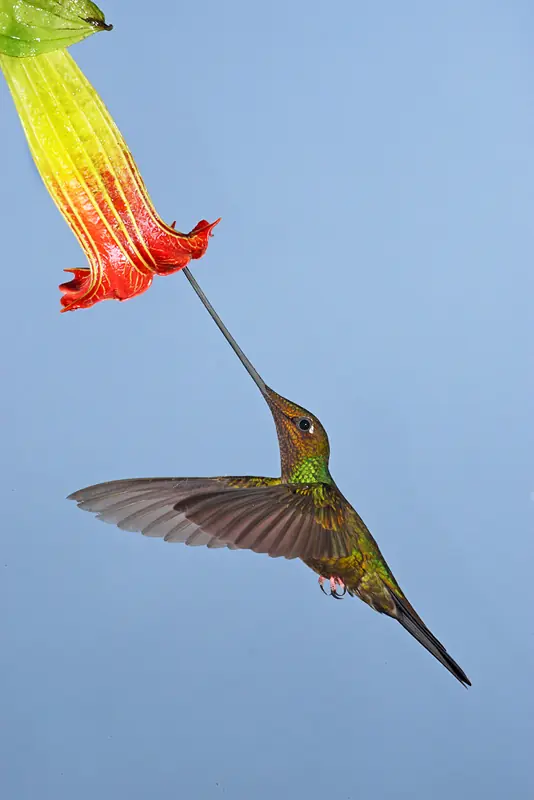 ecuador