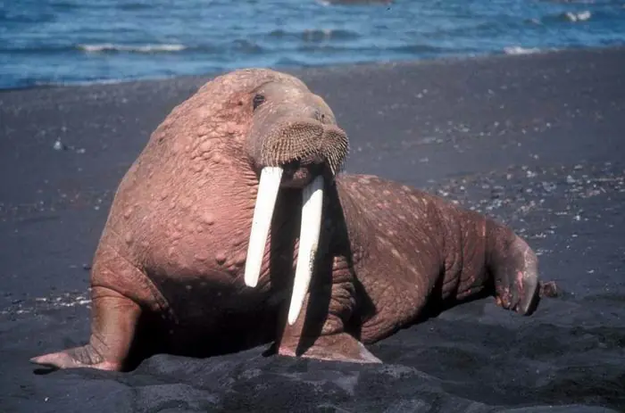 animales en peligro de extincion