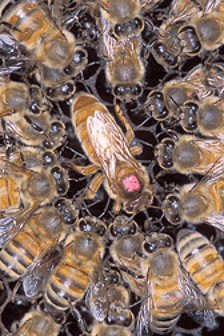 abejas