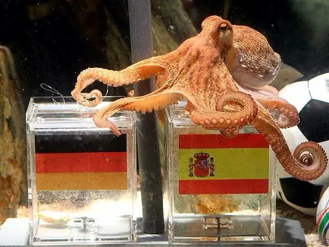 El asombroso travestismo de los pulpos